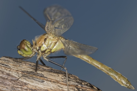 Bloedrode heidelibel 2