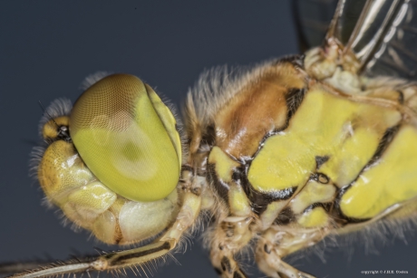 Bloedrode heidelibel