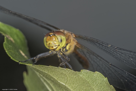 Bloedrode heidelibel (Sympetrum sanguineum)