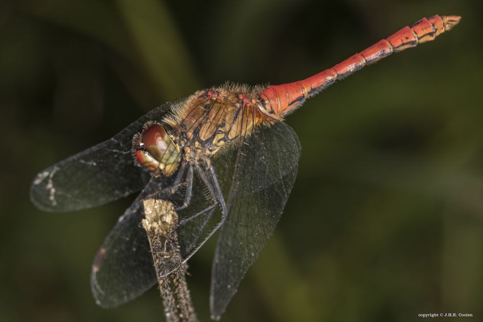 Bloedrode heidelibel (Sympetrum sanguineum) - Geleedpotigen - Bloedrode heidelibel