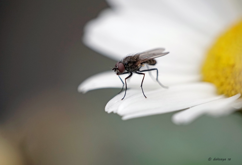 Bloemvlieg - Zoogdieren - 