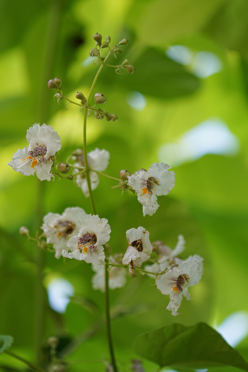 Bloesem van Catalpa - Planten - Trompetboom