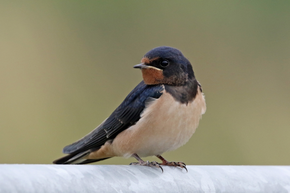 Boerenzwaluw - Vogels - 