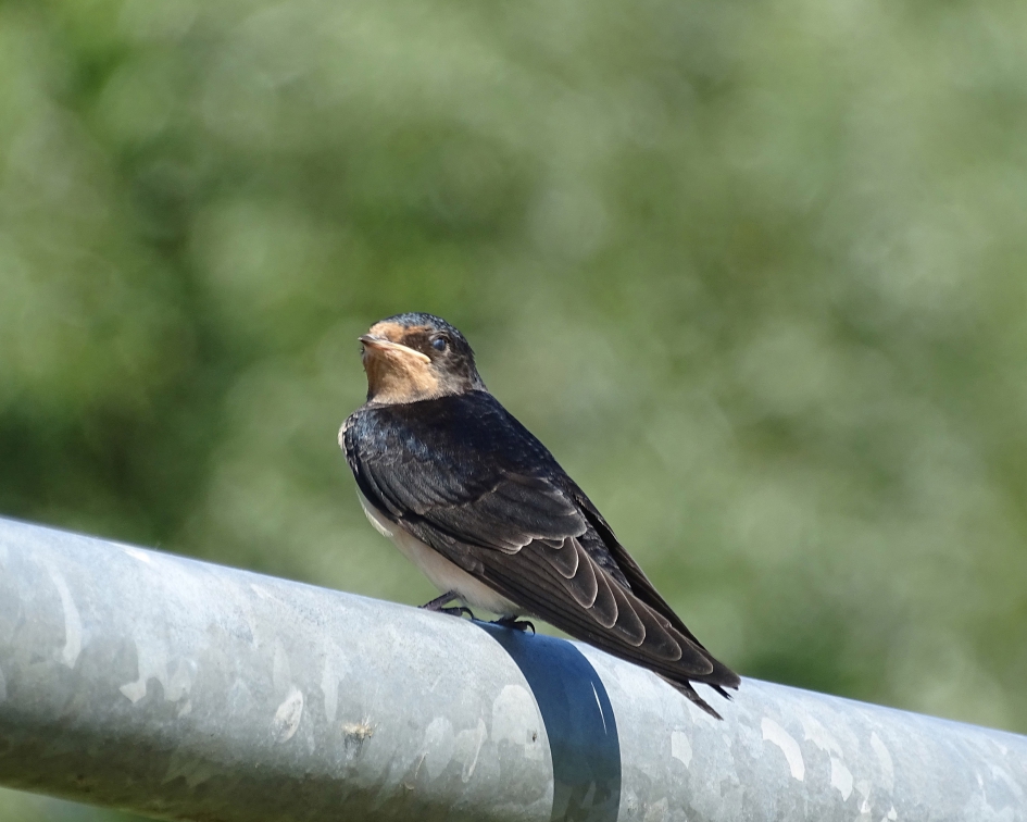 Boerenzwaluw. - Vogels - Boerenzwaluw.
