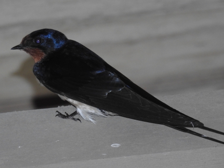 Boerenzwaluw in de nok van een schuur.