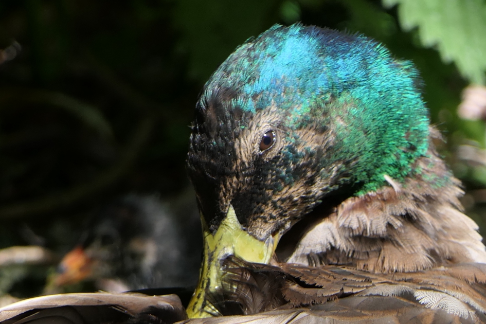 Bont en blauw - Vogels - Wilde eend