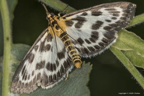 Bonte brandnetelmot  (Eurrhypara hortulata)
