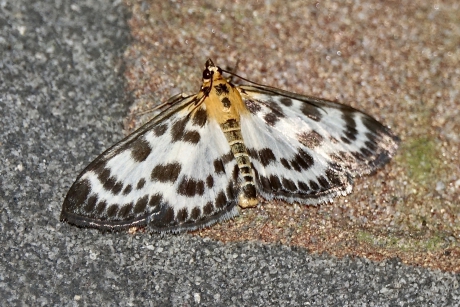 Bonte brandnetelroller