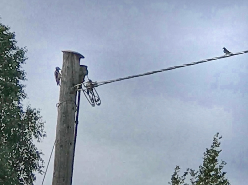Bonte specht op rooftocht - Vogels - Bonte specht