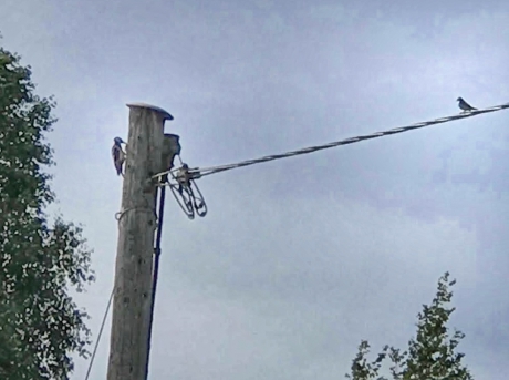 Bonte specht op rooftocht