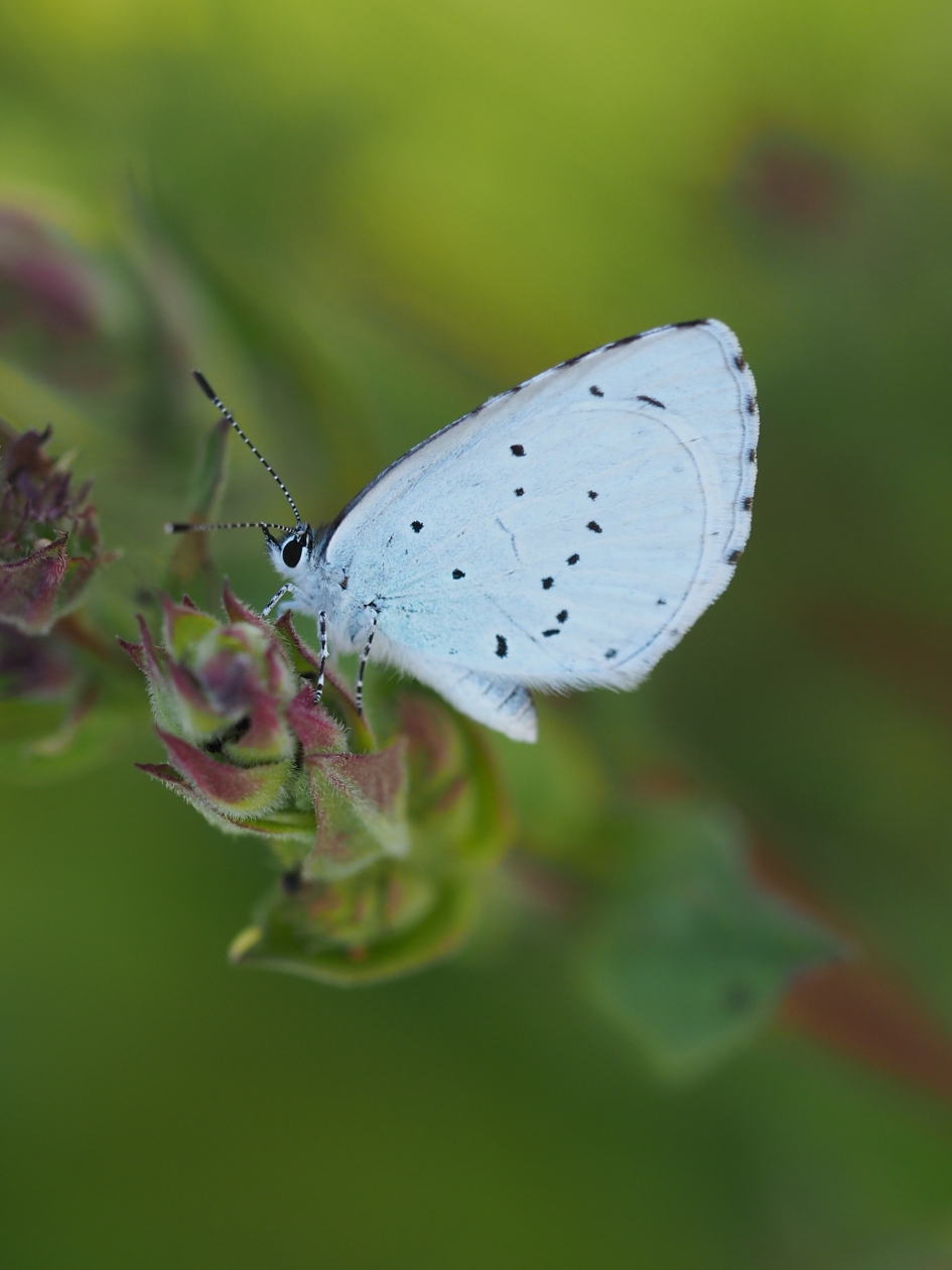 Boomblauwtje - Geleedpotigen - Boomblauwtje