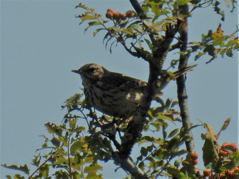 Boompieper - Vogels - Boompieper