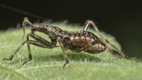 Boomsikkelwants (Himacerus apterus)