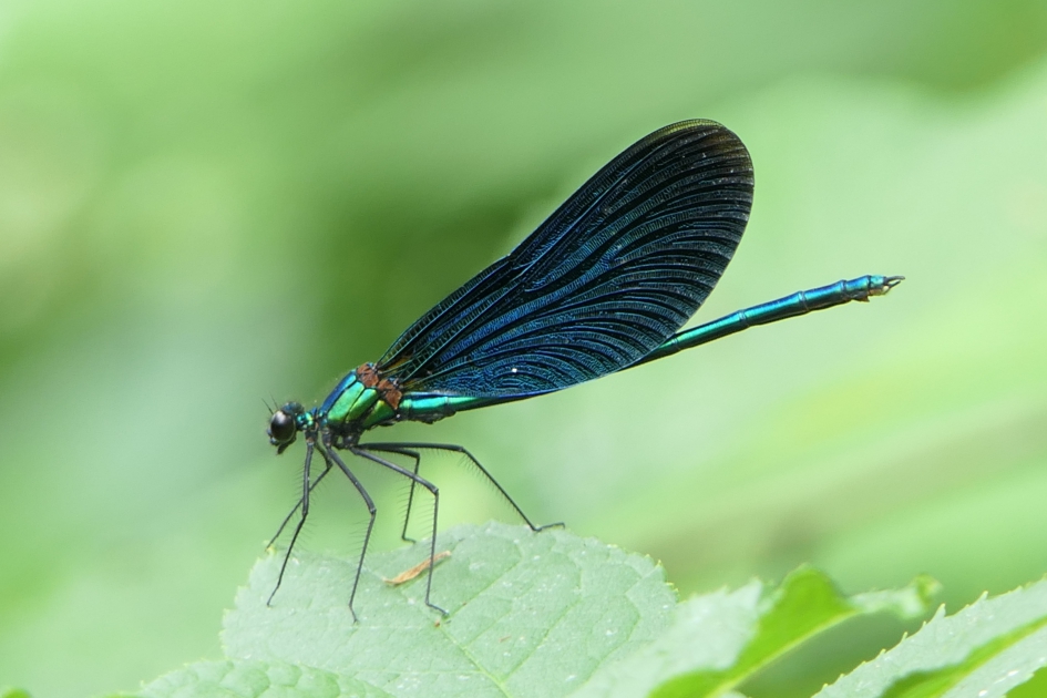 Bosbeekjuffer - Geleedpotigen - Bosbeekjuffer