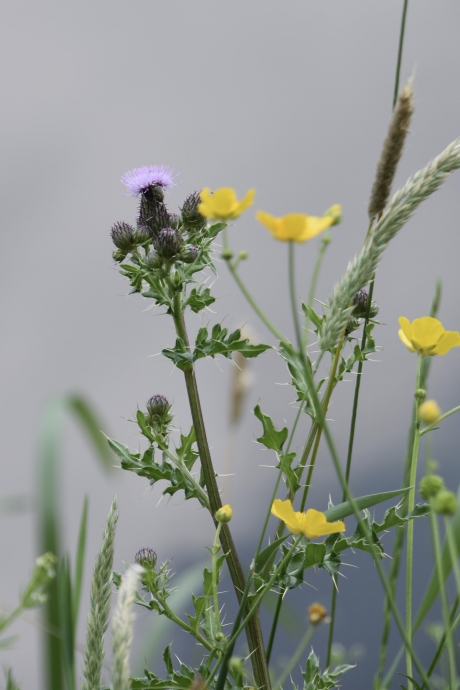 Boterbloemen en distel
