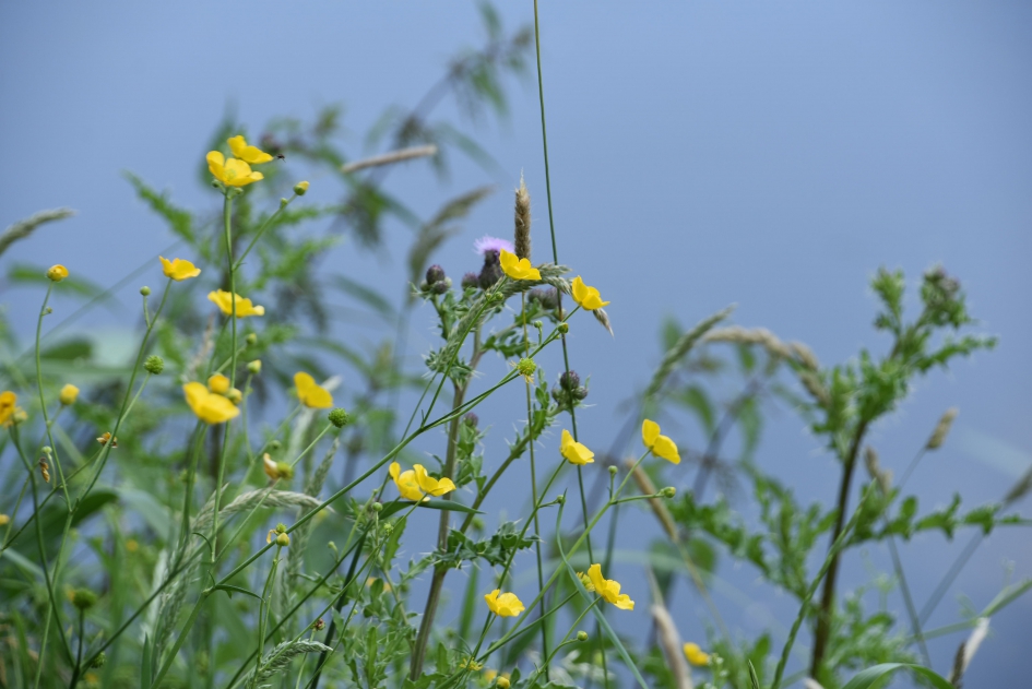Boterbloemen - Planten - 