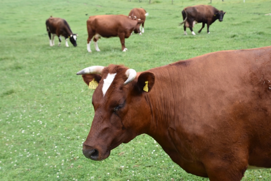 Brandrode rund - Zoogdieren - 