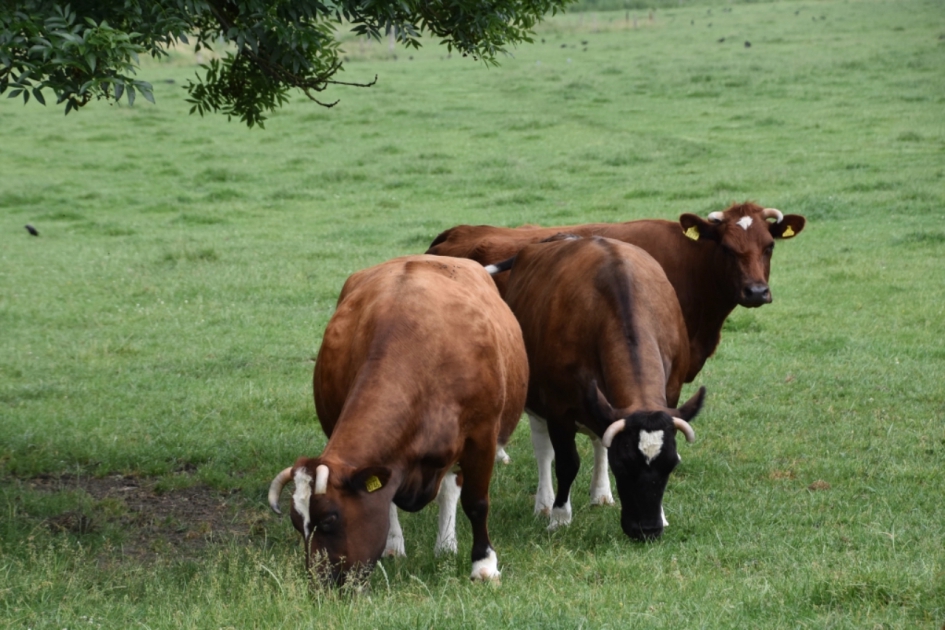 Brandrode rund - Zoogdieren - 