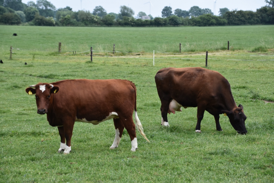 Brandrode rund - Zoogdieren - 