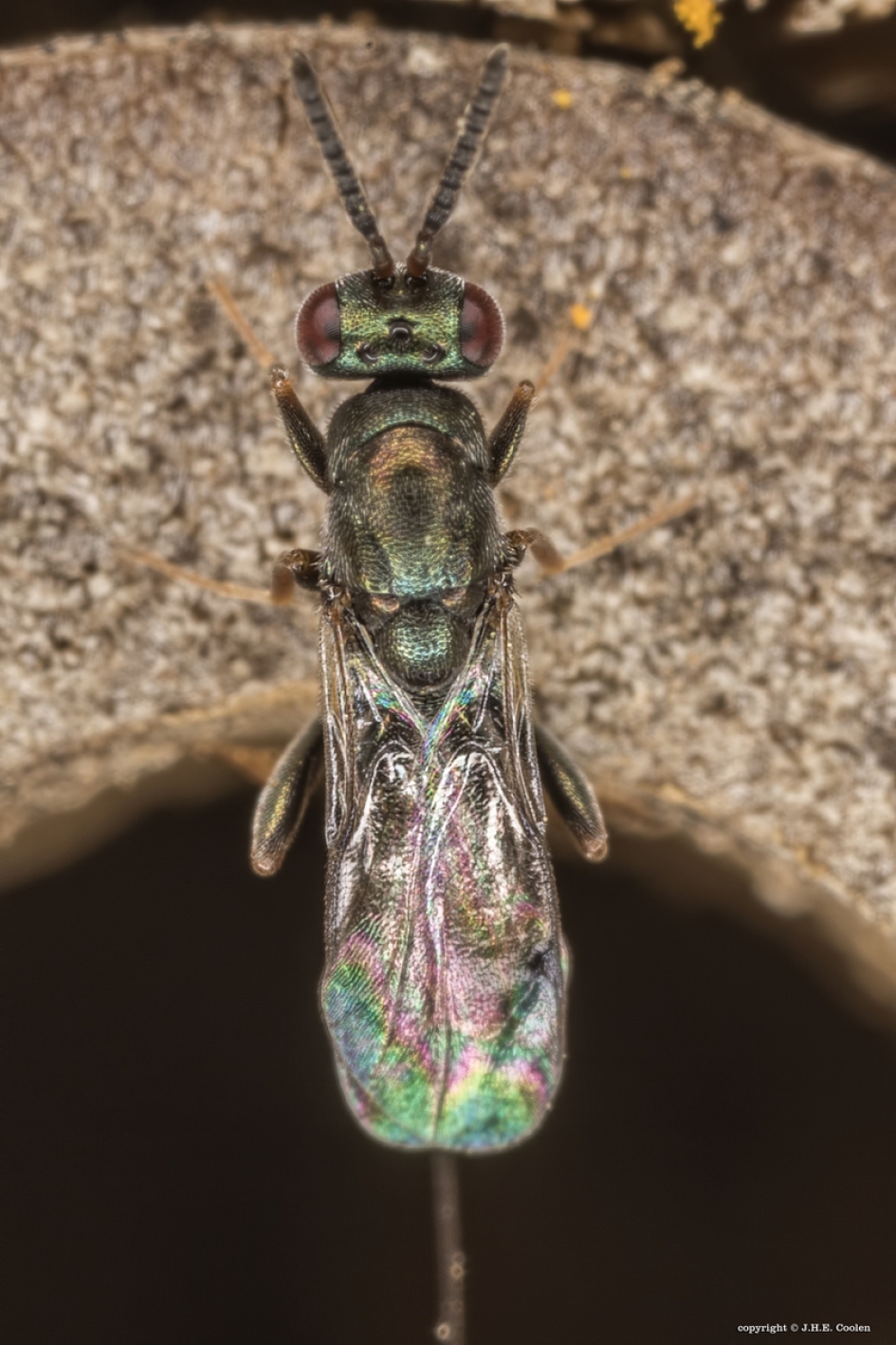 Bronswespje - Geleedpotigen - Bronswesp