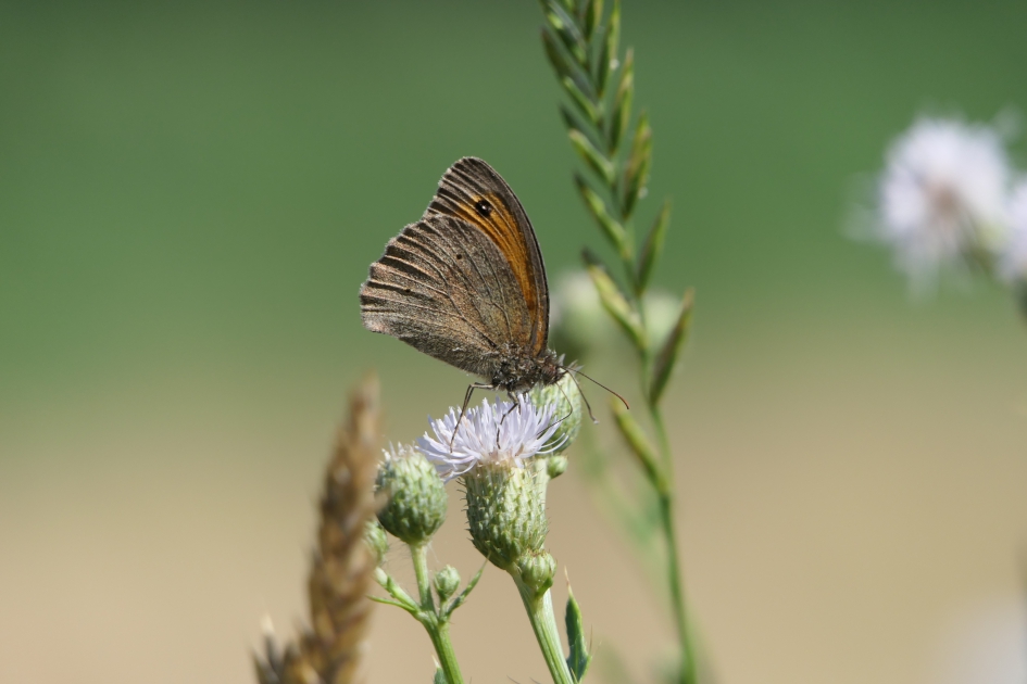 Bruin zandoogje - Geleedpotigen - Bruin zandoogje