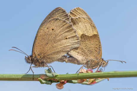 Bruin zandoogje (Maniola jurtina)