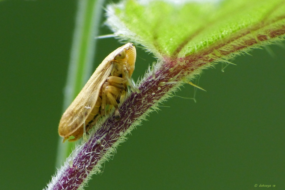 Bruine cicade - Geleedpotigen - 