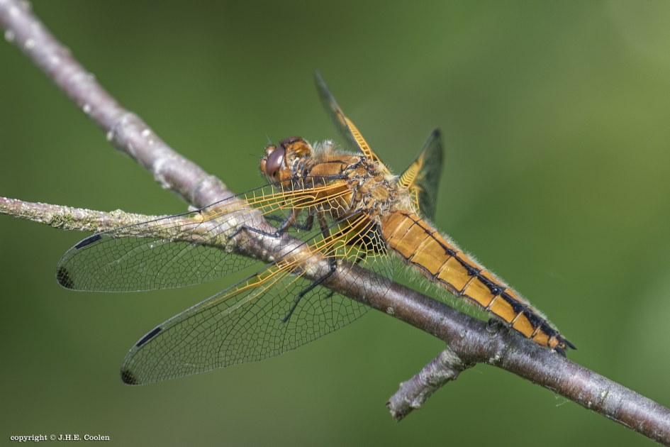 Bruine korenbout - Geleedpotigen - Bruine korenbout