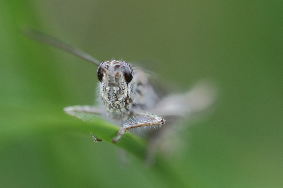 bruine sprinkhaan - Geleedpotigen - 