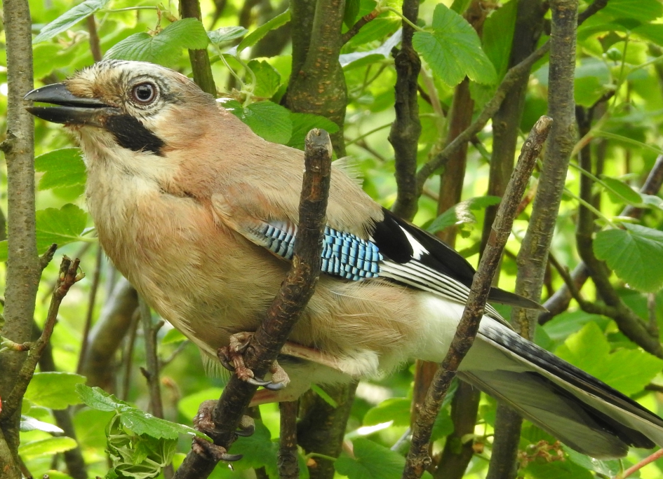Brutale rakker - Vogels - Vlaamse Gaai