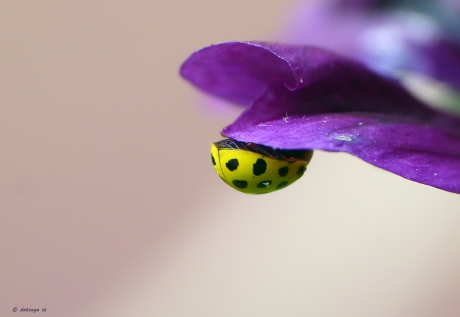 Citroenlieveheersbeestje