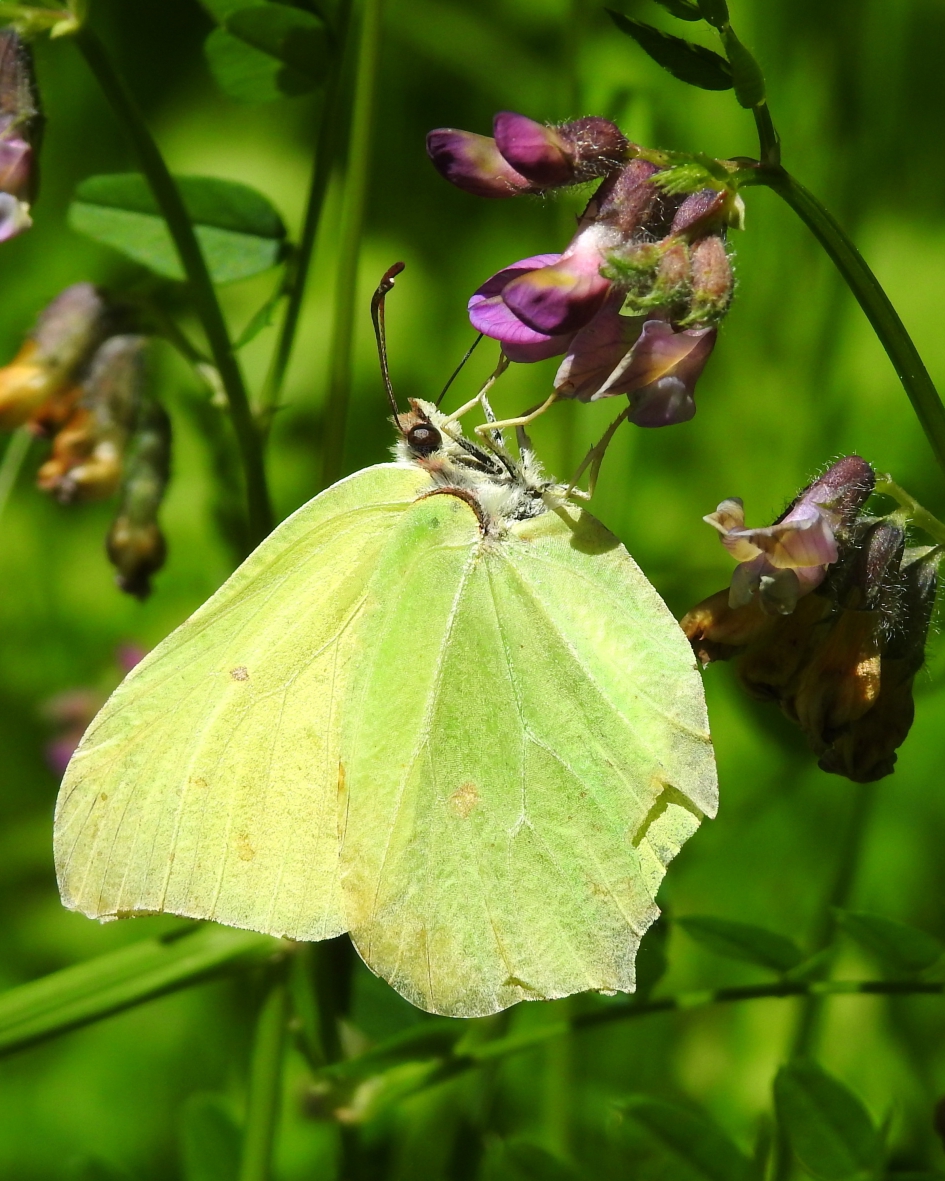 Citroentje - Geleedpotigen - Citroenvlinder