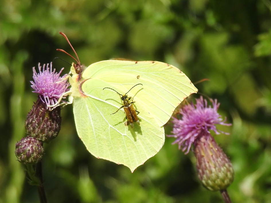 Citroenvlinder met gezelschap - Geleedpotigen - Citroenvlinder