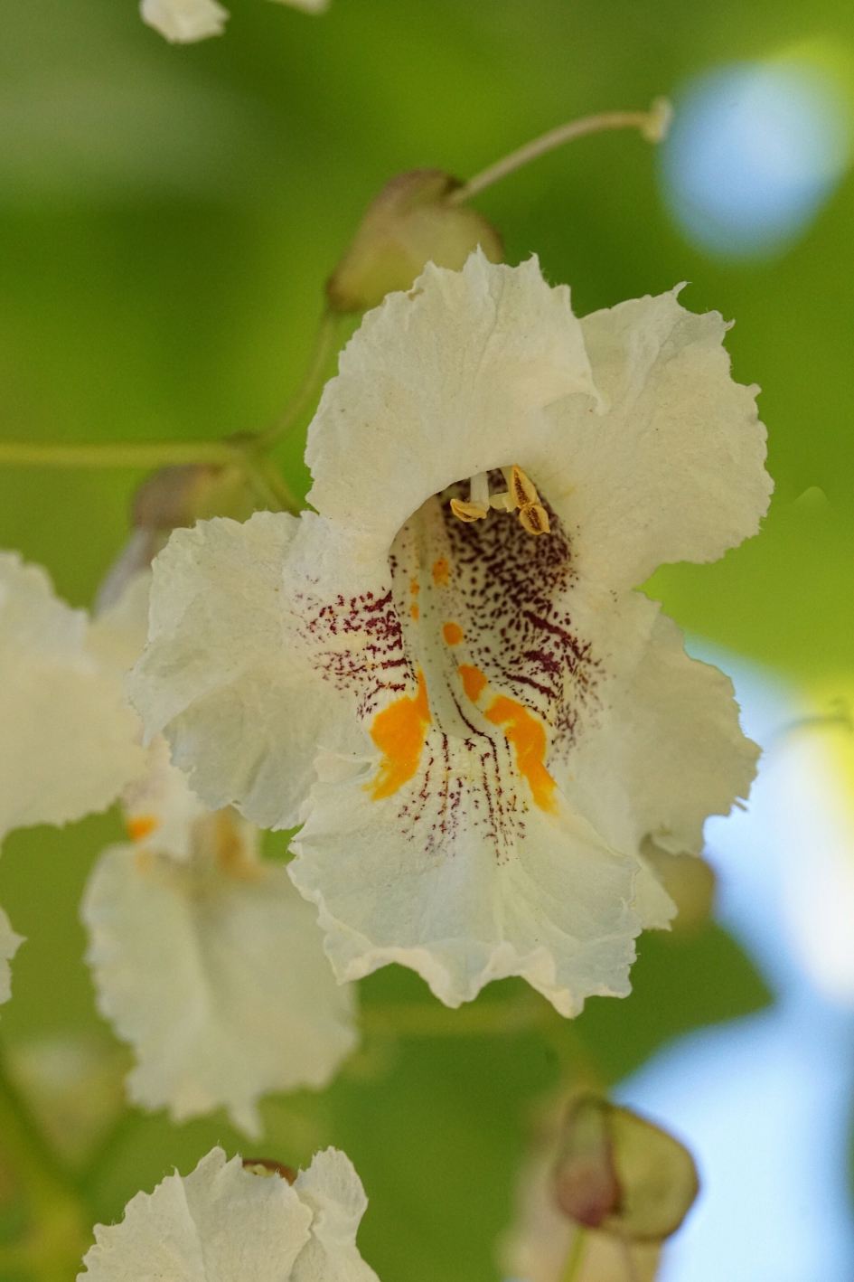 Close in beeld - Planten - Trompetboom
