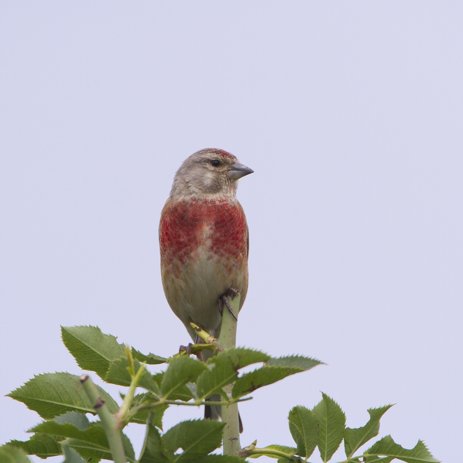 Common Linnet - Vogels - Kneu