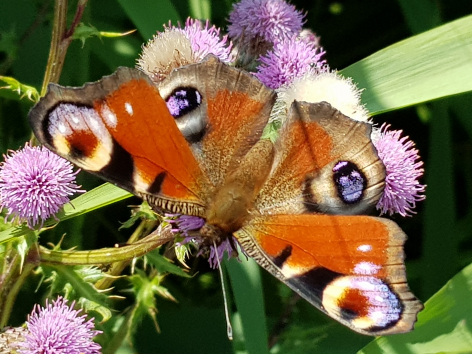 Dagpauwoog - Geleedpotigen - Dagpauwoog