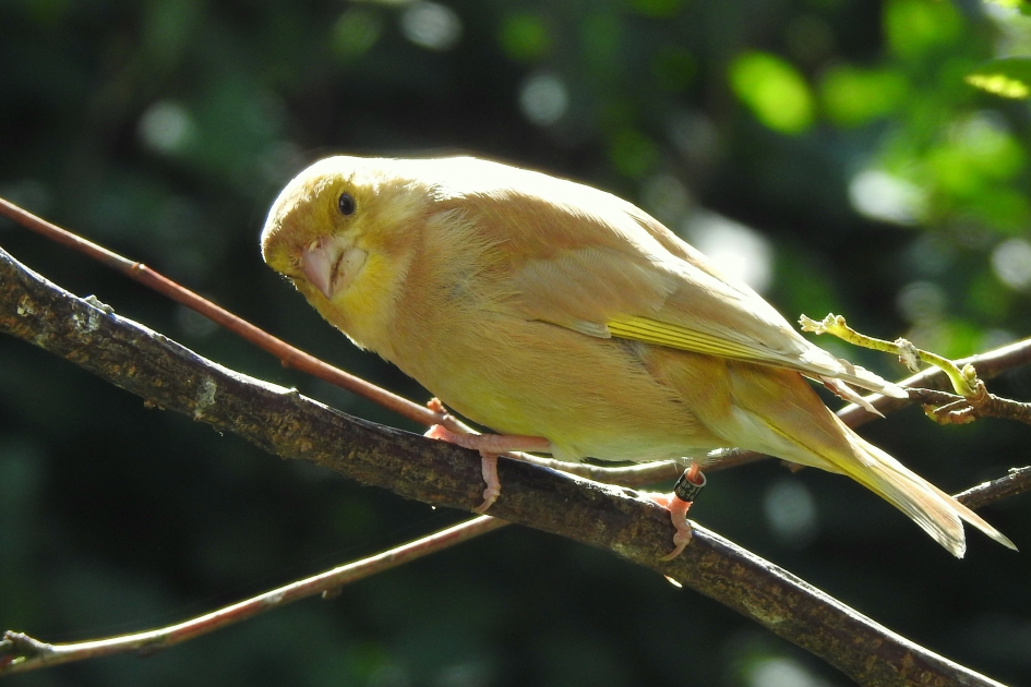 Dame met een ringetje - Vogels - Groenling
