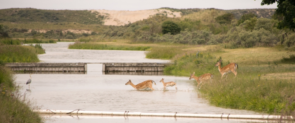Damhert. - Zoogdieren - Damhert.