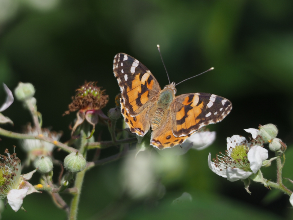 De braam bloeit - Geleedpotigen - Distelvlinder