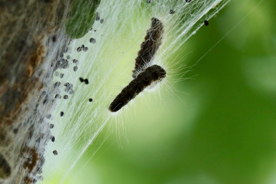 De brandharen van een eikenprocessierups - Geleedpotigen - Eikenprocessierups