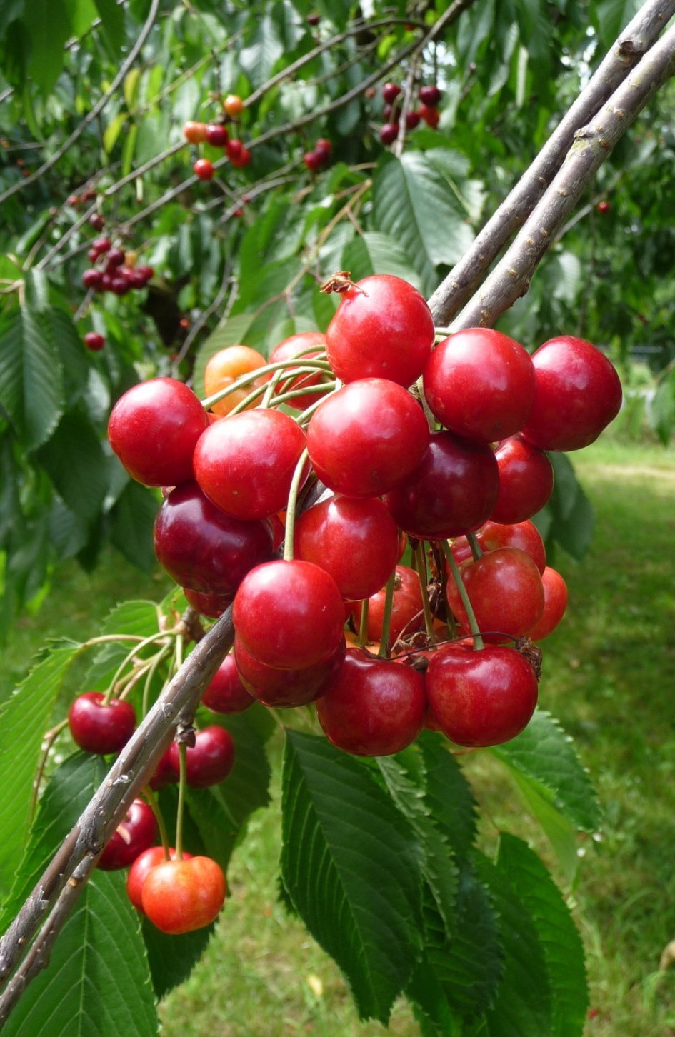 De kersen gaan kleuren - Planten - 