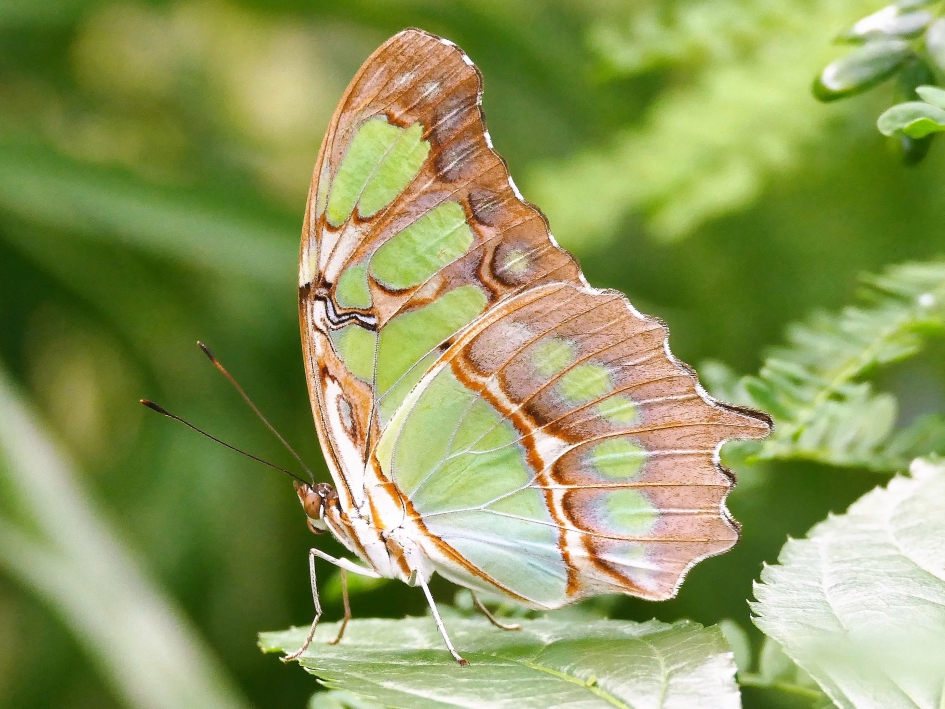 De Malachietvlinder - Geleedpotigen - Malachietvlinder