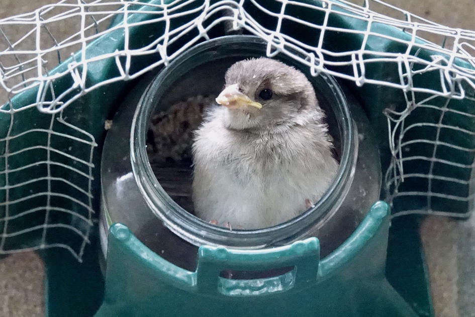 De nieuwe (pindakaas) generatie - Vogels - Huismus