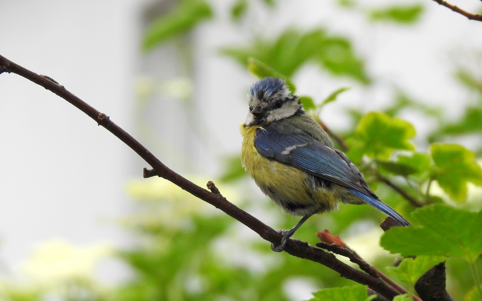 De ouders hebben het zwaar! - Vogels - Pimpelmees