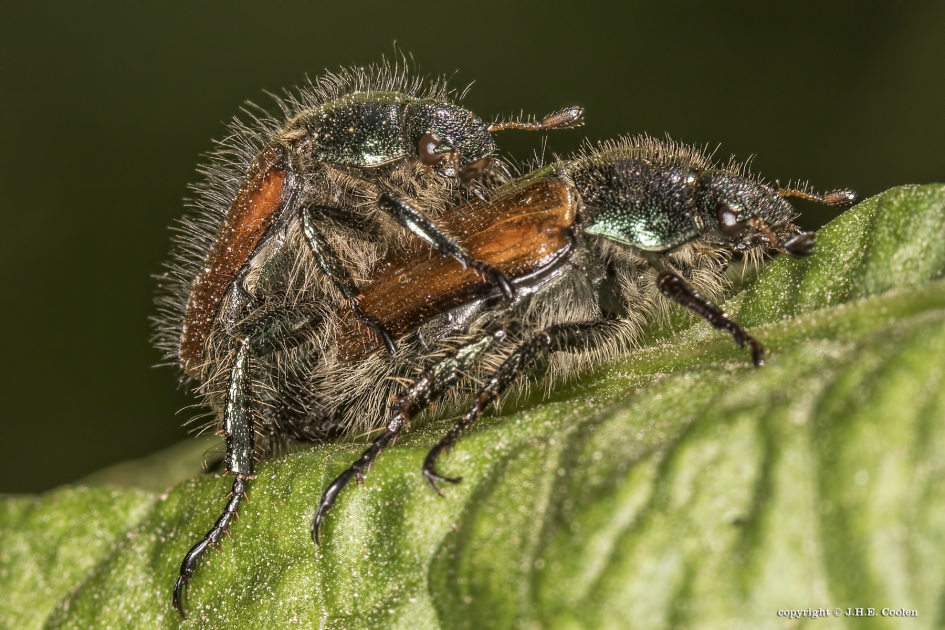 De rozenkever(s) - Geleedpotigen - De rozenkever, Johanneskever of tuinkever