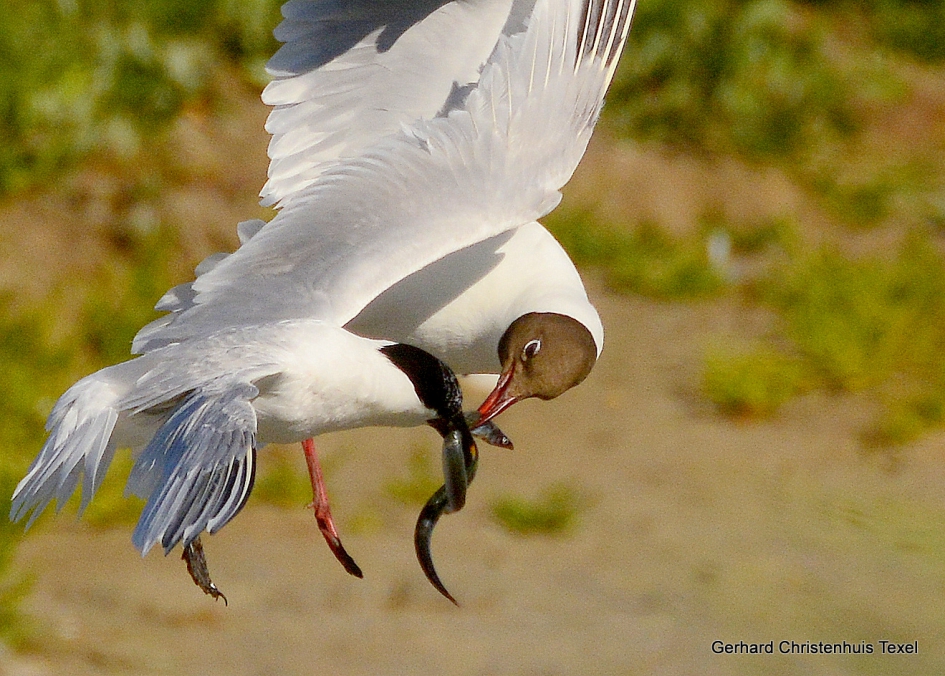 DIEFSTAL : Kokmeeuw  berooft Grote Stern - Vogels - Grote Stern