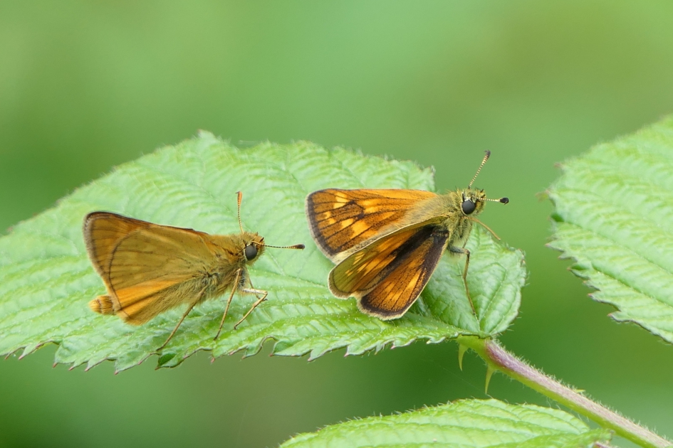 Dikkopjes - Geleedpotigen - Dikkopjes