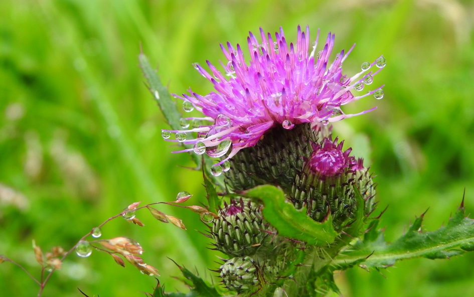 Distel met pareltjes - Planten - Speerdistel