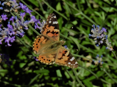 Distelvlinder in eigen tuin