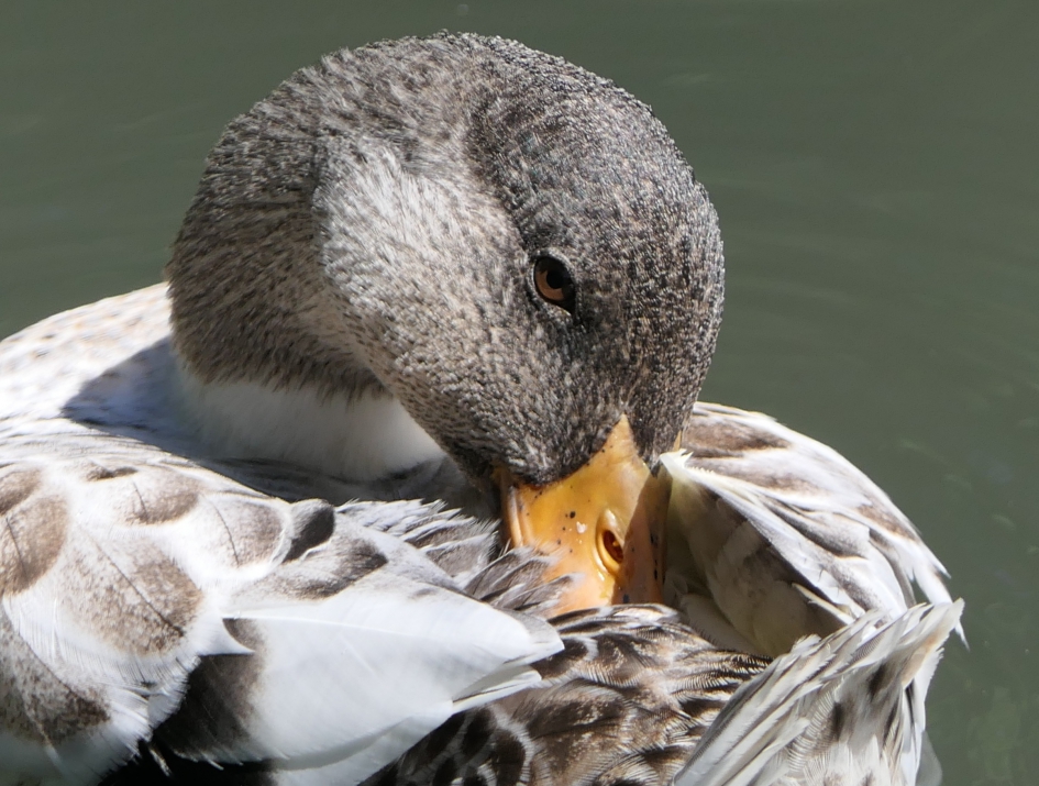 Diva - Vogels - Wilde eend